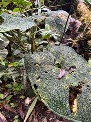 Anthurium corrugatum, photograph (c) Elizabeth Axley, some rights reserved (CC BY)