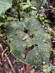 Anthurium corrugatum, photograph (c) Elizabeth Axley, some rights reserved (CC BY)