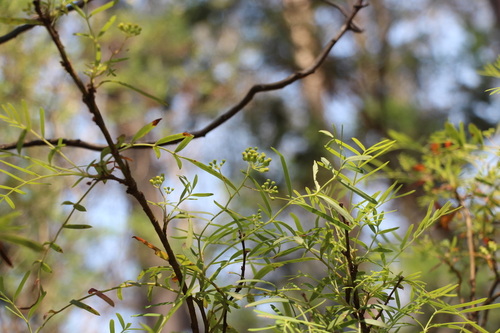 Elderberry Panax