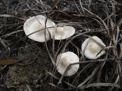 Panaeolus cambodginiensis