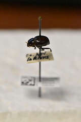 Lariversius tibialis