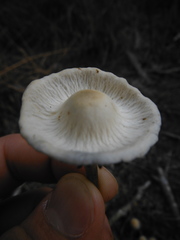 Panaeolus cambodginiensis