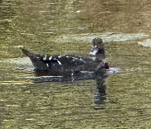 iNaturalist: (c) daveglass, some rights reserved (CC BY-NC) iNaturalist image