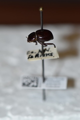 Lariversius tibialis