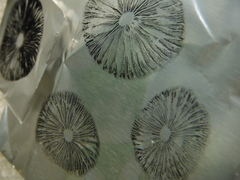 Panaeolus cambodginiensis