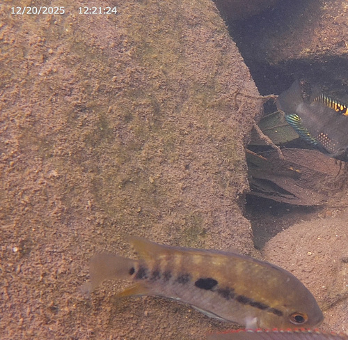 Rainbow cichlid (Herotilapia multispinosa) — Cichlidae — 3
