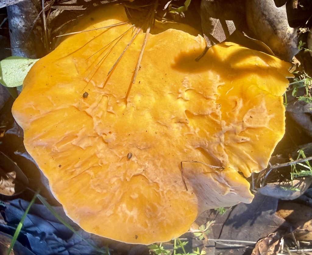 Cantharellus californicus · January 2026 · photo: © hllrnnr (iNaturalist, cc0)
