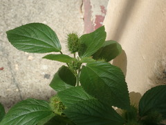 Acalypha alopecuroidea