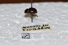 Lariversius tibialis