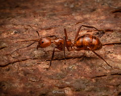 Dolichoderus abruptus