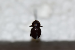 Lariversius tibialis