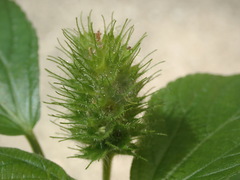 Acalypha alopecuroidea