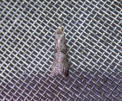 Ellabella melanoclista