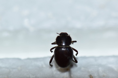 Lariversius tibialis