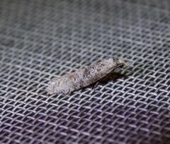 Ellabella melanoclista