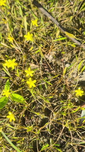 Creeping Spearwort (Ranunculus reptans)