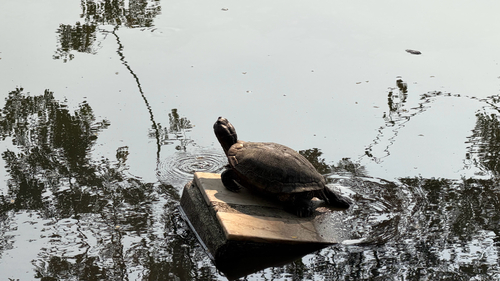 Pond Slider observed by skworl_e