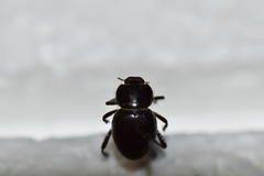 Lariversius tibialis