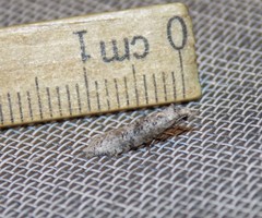 Ellabella melanoclista