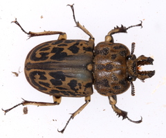 Ryssonotus nebulosus