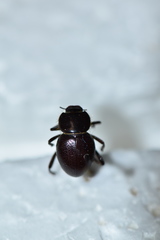 Lariversius tibialis