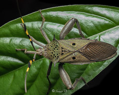 Molchina hopei