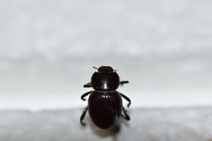 Lariversius tibialis