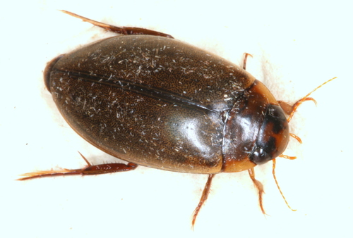Cosmopolitan Diving Beetle, photo 2 of 10