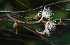 Pseudobombax ellipticum