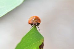 Paropsisterna aequalis