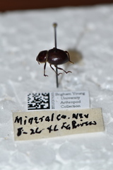 Lariversius tibialis