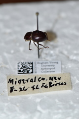 Lariversius tibialis