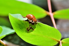 Paropsisterna aequalis