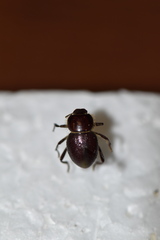 Lariversius tibialis