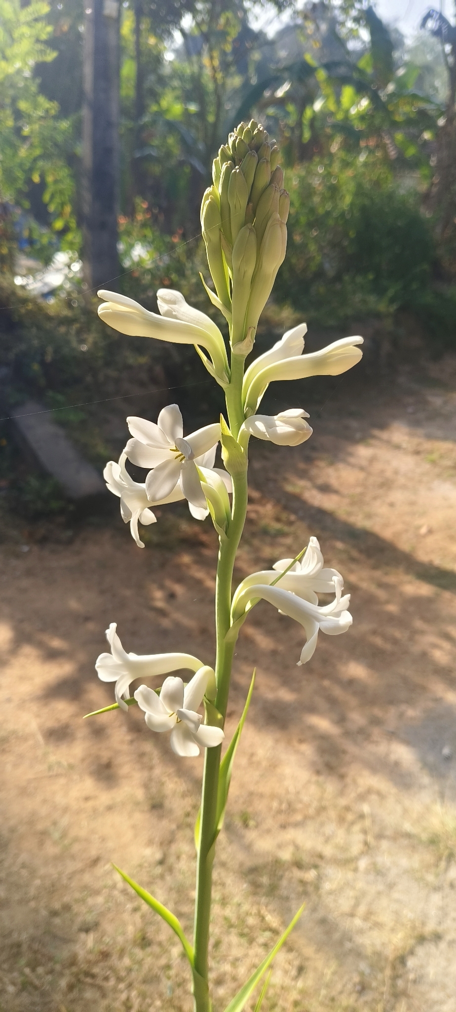 Tuberose
