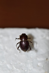 Lariversius tibialis