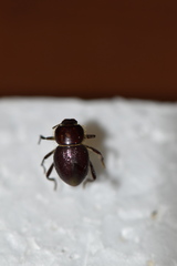 Lariversius tibialis