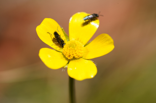 Australian Buttercup (Ranunculus lappaceus)