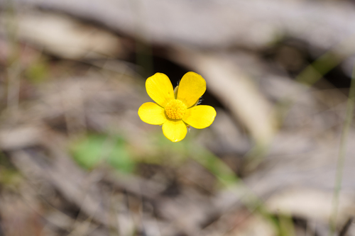 Ranunculus lappaceus, photograph 1