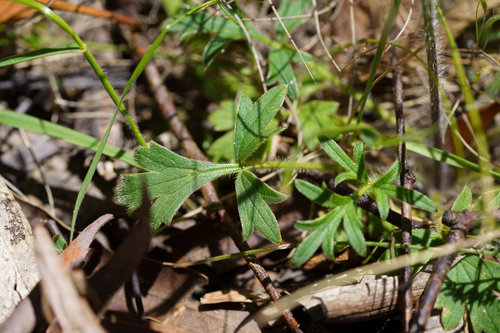 Ranunculus lappaceus, photograph 2