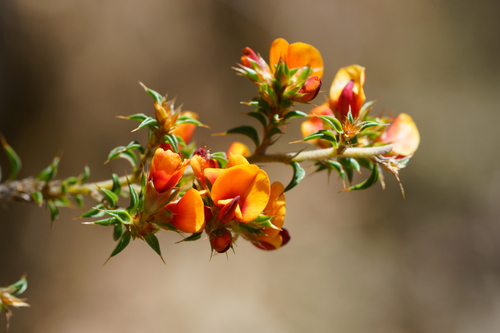 heathy bush-pea (Pultenaea procumbens)
