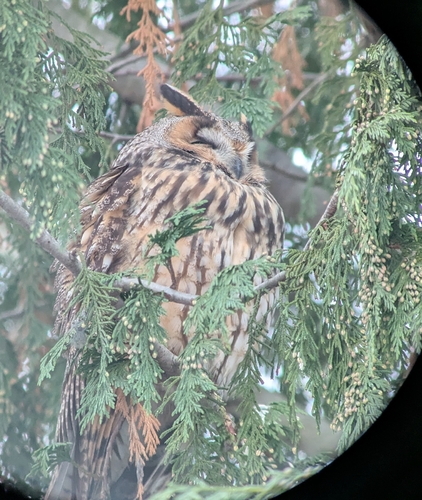 View observation of {o.common_name} on iNaturalist