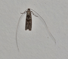 Ceromitia iolampra