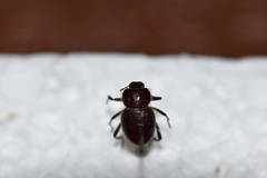 Lariversius tibialis