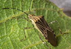 Hypselonotus lineatus