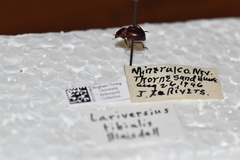 Lariversius tibialis