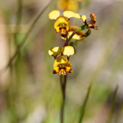 Late Leopard Orchid (Diuris semilunulata)