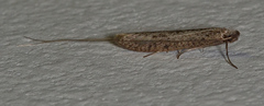 Ceromitia iolampra