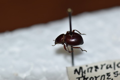 Lariversius tibialis