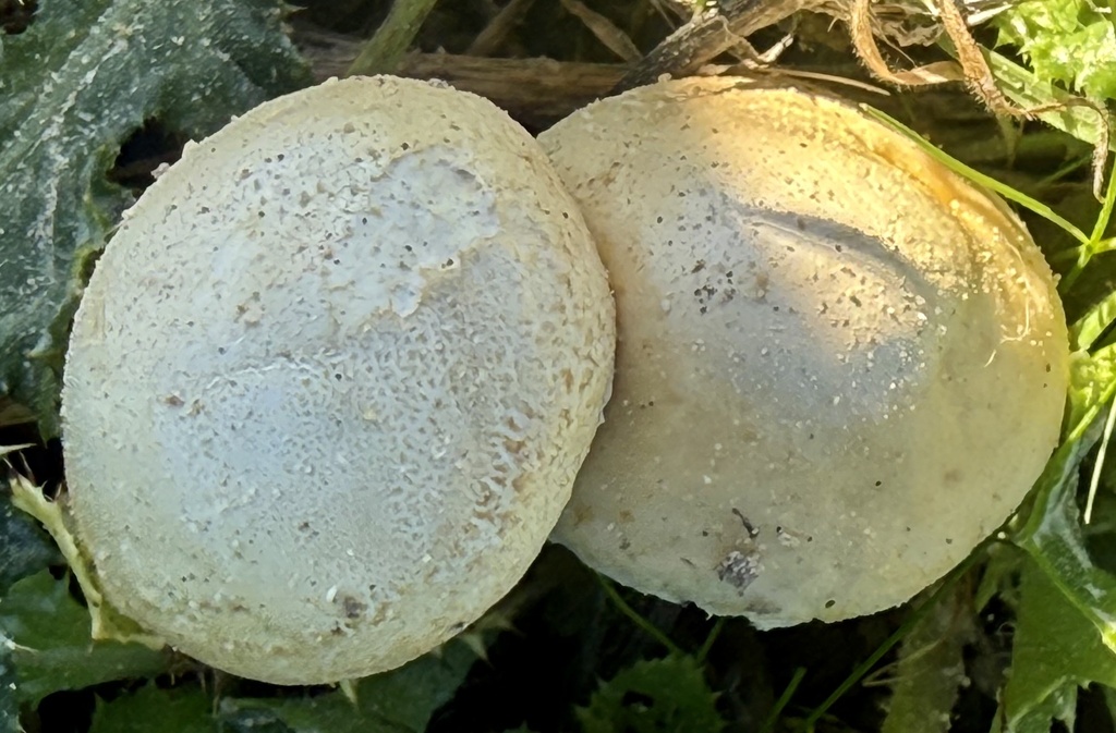 Agrocybe molesta